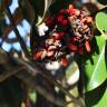 Fotografia 15 da espécie Magnolia grandiflora do Jardim Botânico UTAD