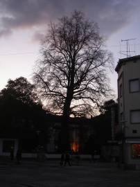 Fotografia da espécie Liriodendron tulipifera