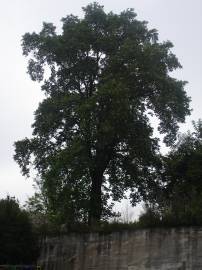 Fotografia da espécie Liriodendron tulipifera