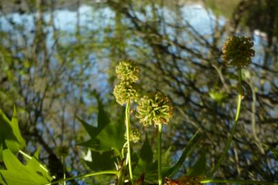 Fotografia da espécie Liquidambar styraciflua