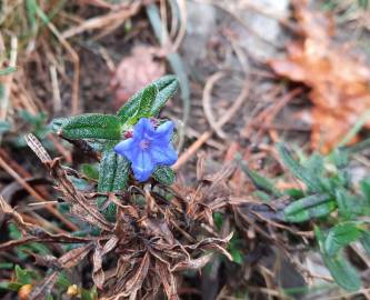 Fotografia da espécie Glandora prostrata