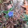 Fotografia 16 da espécie Glandora prostrata do Jardim Botânico UTAD