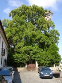 Fotografia da espécie Liriodendron tulipifera