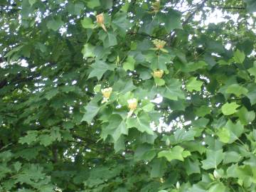 Fotografia da espécie Liriodendron tulipifera