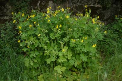 Fotografia da espécie Chelidonium majus