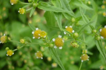 Fotografia da espécie Galinsoga ciliata