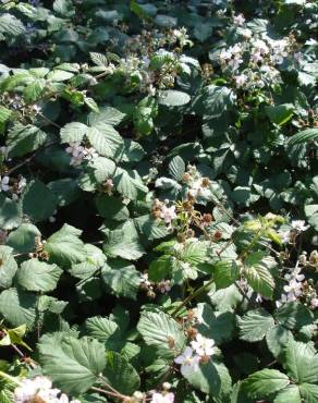 Fotografia 6 da espécie Rubus ulmifolius var. ulmifolius no Jardim Botânico UTAD