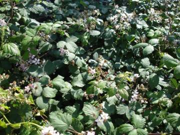 Fotografia da espécie Rubus ulmifolius var. ulmifolius