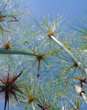 Fotografia 1 da espécie Cyperus papyrus no Jardim Botânico UTAD