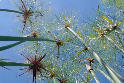 Fotografia da espécie Cyperus papyrus