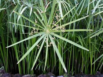 Fotografia da espécie Cyperus papyrus