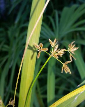 Fotografia 5 da espécie Cyperus papyrus no Jardim Botânico UTAD