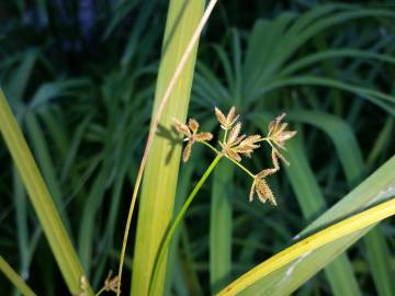 Fotografia da espécie Cyperus papyrus