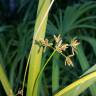 Fotografia 5 da espécie Cyperus papyrus do Jardim Botânico UTAD