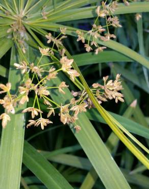 Fotografia 6 da espécie Cyperus papyrus no Jardim Botânico UTAD