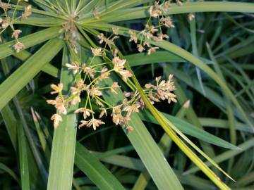 Fotografia da espécie Cyperus papyrus