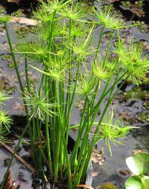 Fotografia 9 da espécie Cyperus papyrus no Jardim Botânico UTAD