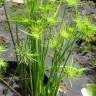 Fotografia 9 da espécie Cyperus papyrus do Jardim Botânico UTAD