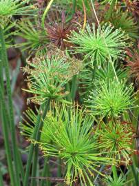 Fotografia da espécie Cyperus papyrus