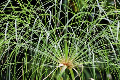 Fotografia da espécie Cyperus papyrus