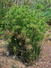 Fotografia da espécie Cyperus papyrus