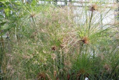 Fotografia da espécie Cyperus papyrus