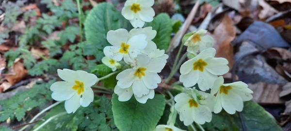 Fotografia da espécie Primula acaulis subesp. acaulis