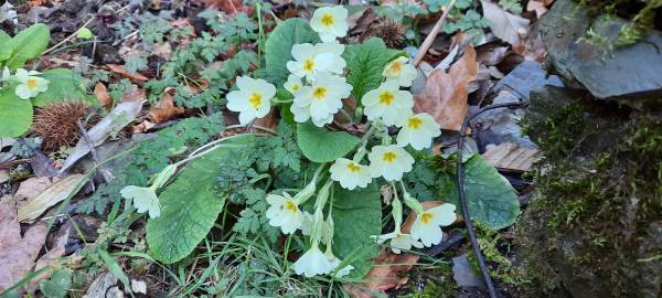 Fotografia da espécie Primula acaulis subesp. acaulis