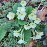 Fotografia 24 da espécie Primula acaulis subesp. acaulis do Jardim Botânico UTAD