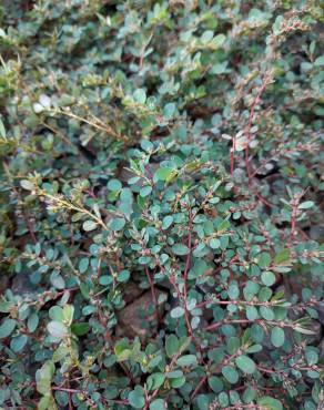 Fotografia 15 da espécie Chamaesyce prostrata no Jardim Botânico UTAD