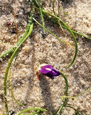 Fotografia 7 da espécie Romulea ramiflora subesp. ramiflora no Jardim Botânico UTAD