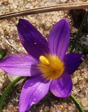 Fotografia 8 da espécie Romulea ramiflora subesp. ramiflora no Jardim Botânico UTAD