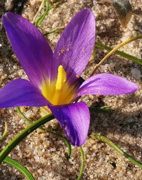 Fotografia 9 da espécie Romulea ramiflora subesp. ramiflora no Jardim Botânico UTAD