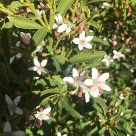 Fotografia da espécie Eriostemon myoporoides