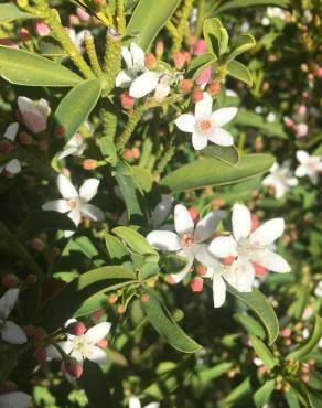 Fotografia 18 da espécie Eriostemon myoporoides no Jardim Botânico UTAD