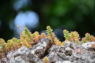 Fotografia da espécie Sedum album