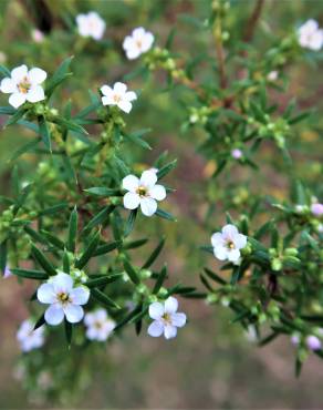 Fotografia 9 da espécie Diosma hirsuta no Jardim Botânico UTAD