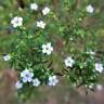 Fotografia 10 da espécie Diosma hirsuta do Jardim Botânico UTAD