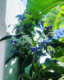 Fotografia da espécie Borago officinalis