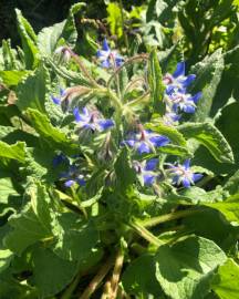 Fotografia da espécie Borago officinalis