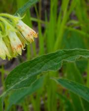 Fotografia da espécie Symphytum tuberosum