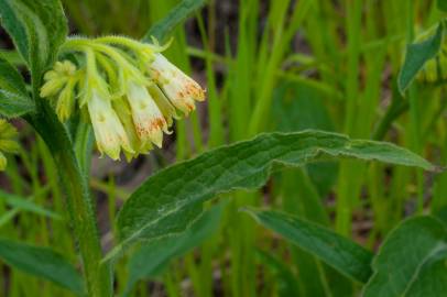 Fotografia da espécie Symphytum tuberosum subesp. tuberosum