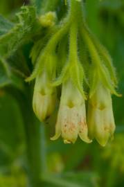 Fotografia da espécie Symphytum tuberosum subesp. tuberosum