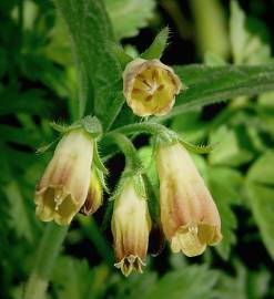 Fotografia da espécie Symphytum tuberosum subesp. tuberosum