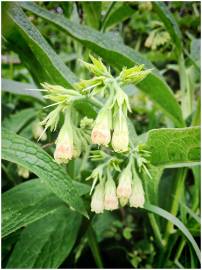 Fotografia da espécie Symphytum tuberosum subesp. tuberosum