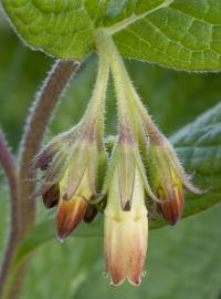 Fotografia da espécie Symphytum tuberosum subesp. tuberosum