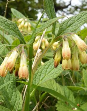 Fotografia 6 da espécie Symphytum tuberosum subesp. tuberosum no Jardim Botânico UTAD