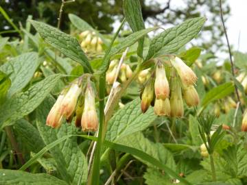 Fotografia da espécie Symphytum tuberosum subesp. tuberosum