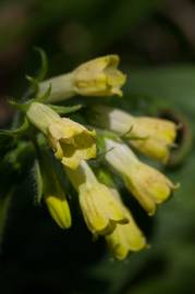 Fotografia da espécie Symphytum tuberosum subesp. tuberosum