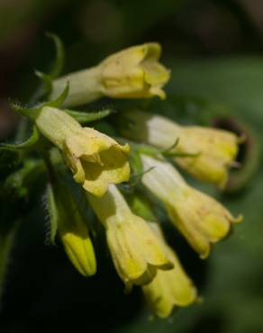 Fotografia 8 da espécie Symphytum tuberosum subesp. tuberosum no Jardim Botânico UTAD